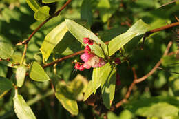 Imagem de Muehlenbeckia sagittifolia (Ortega) Meisn.