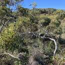 Image of Eucalyptus opimiflora D. Nicolle & M. E. French