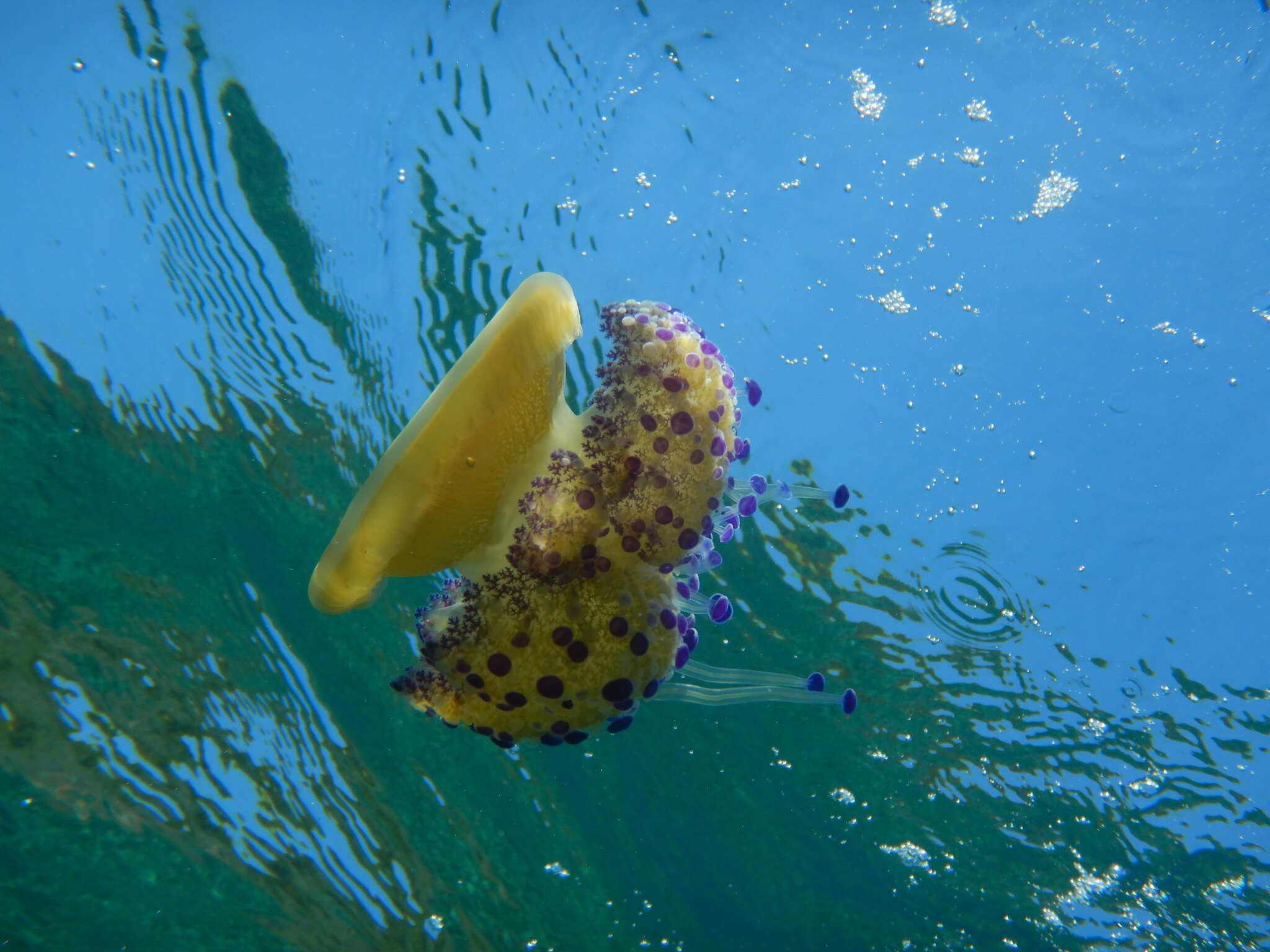 Image of Cotylorhiza Agassiz 1862