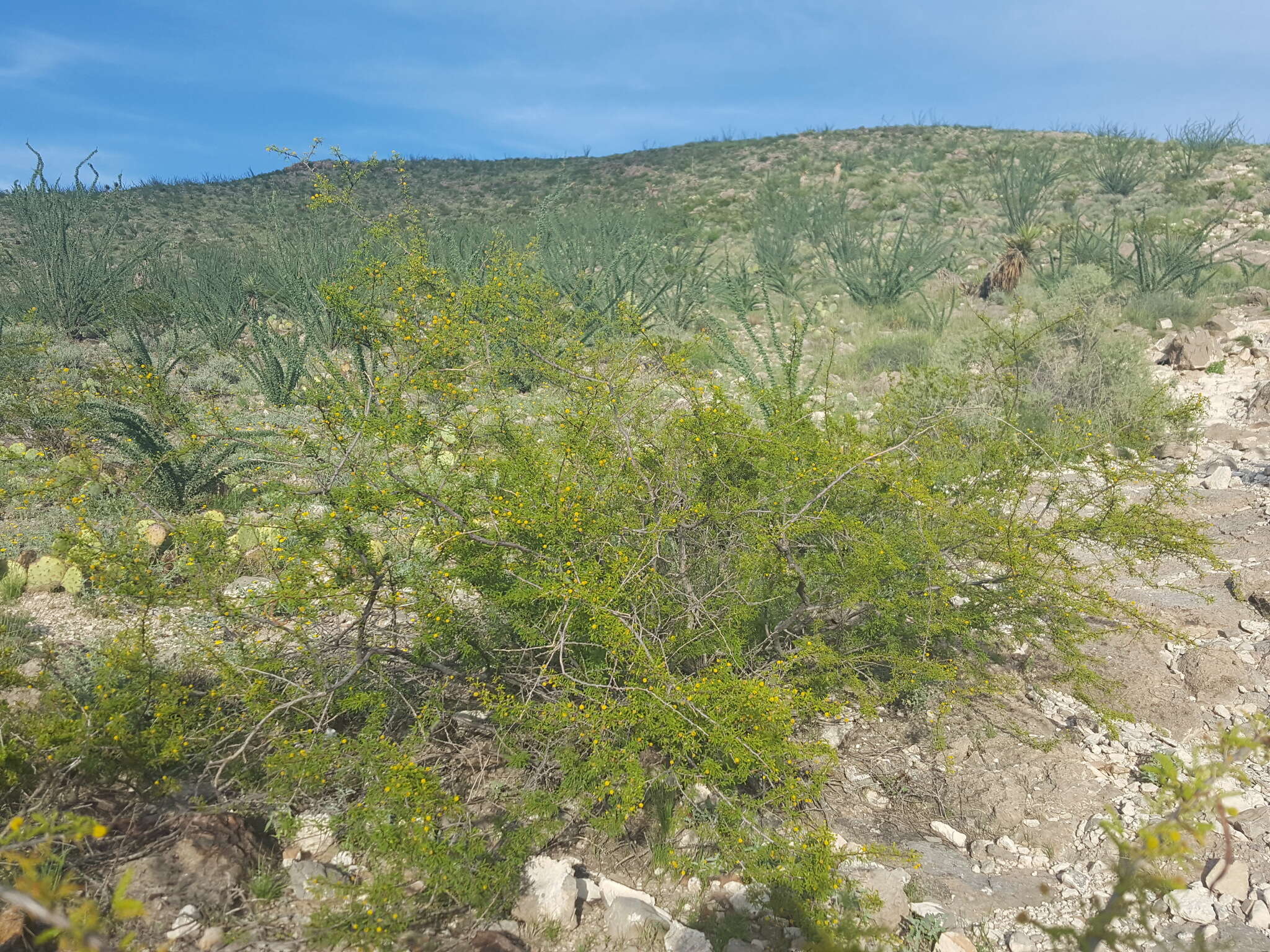 Vachellia vernicosa (Britton & Rose) Seigler & Ebinger resmi