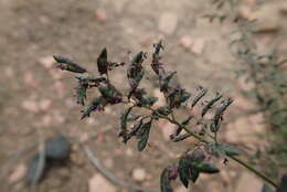 Image de Eragrostis patentipilosa Hack.