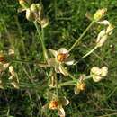 Image de Crepis vesicaria subsp. vesicaria
