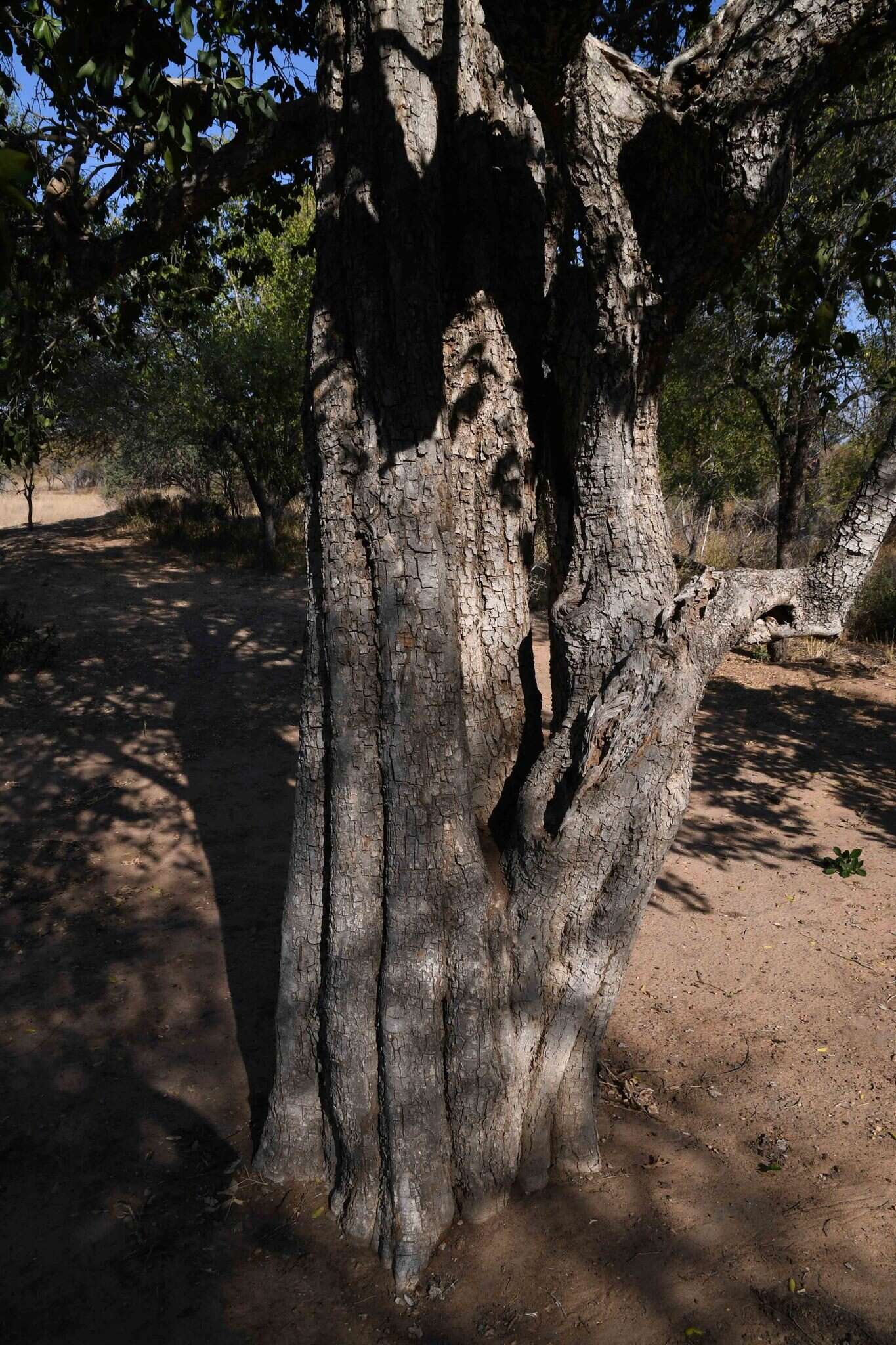 Imagem de Drypetes mossambicensis Hutch.