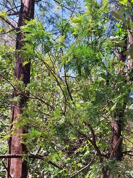 Слика од Acacia yalwalensis Kodela