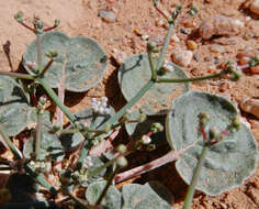 Imagem de Eriogonum rotundifolium Benth.