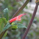 Sivun Salvia haenkei Benth. kuva