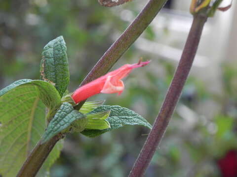 Image of Salvia haenkei Benth.