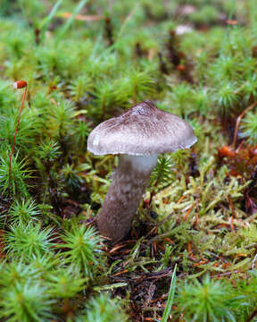 Image of Hygrophorus inocybiformis A. H. Sm. 1944