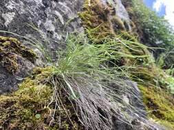 Image of narrowleaf wildparsley