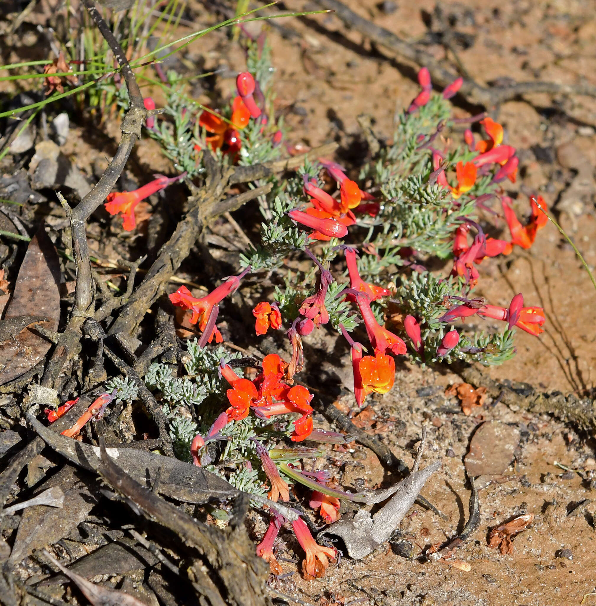 Image of Red Leschenaultia