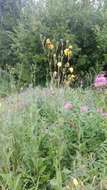 Plancia ëd Sonchus arvensis subsp. uliginosus (M. Bieb.) Nym.