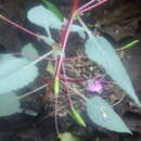 Image of Impatiens bardotiae Eb. Fisch. & Raheliv.