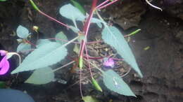 Impatiens bardotiae Eb. Fisch. & Raheliv. resmi