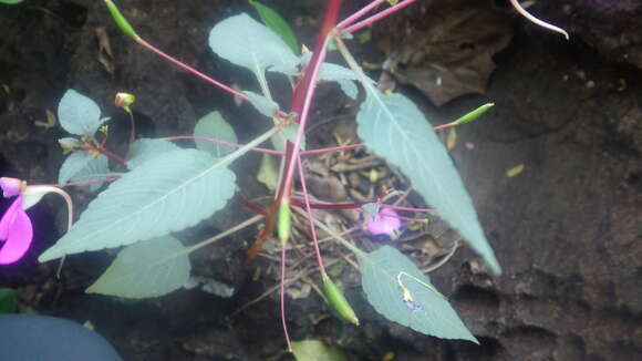 Image of Impatiens bardotiae Eb. Fisch. & Raheliv.