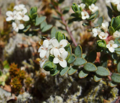 Image of Pimelea oreophila Burrows