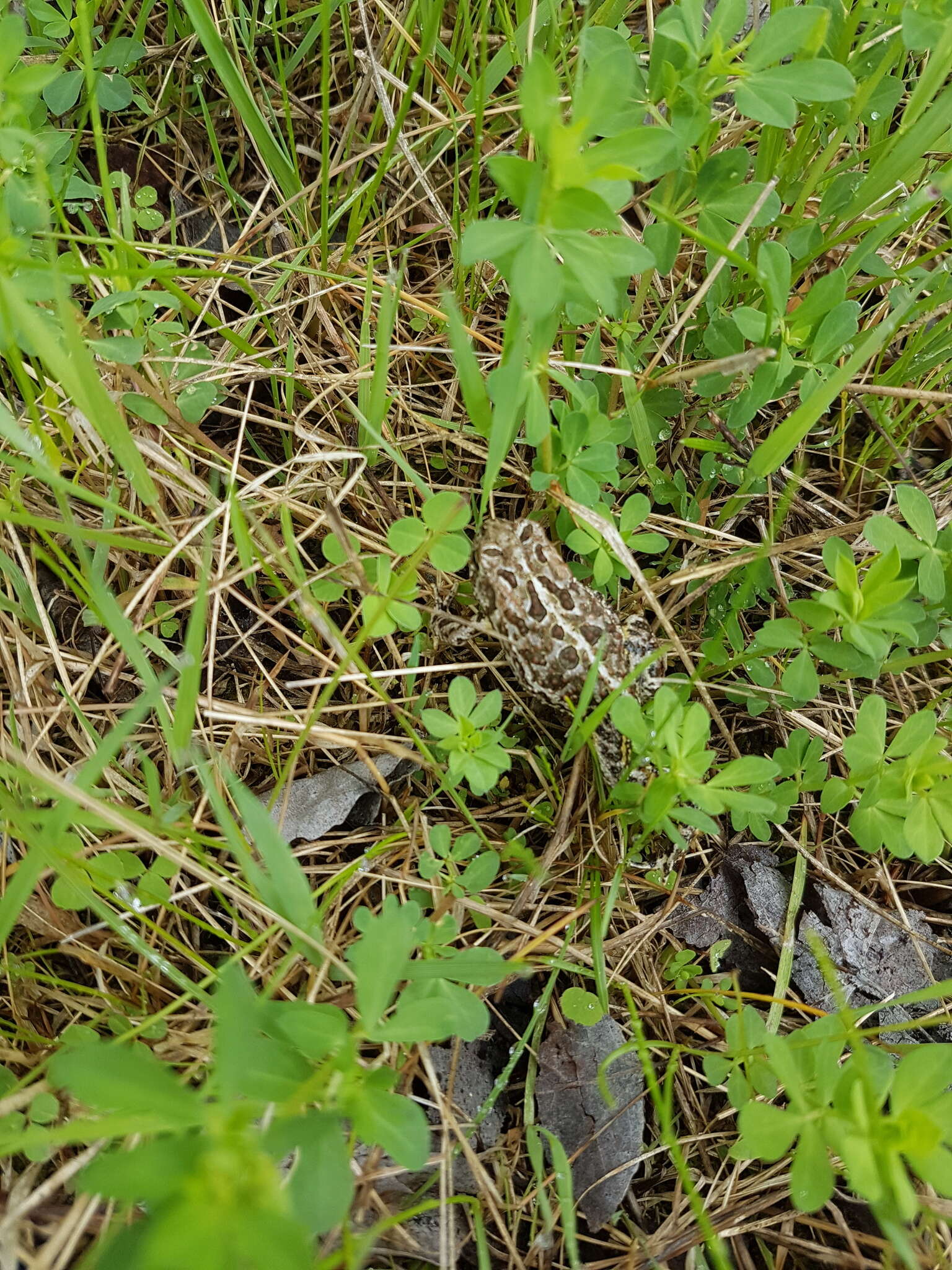 Plancia ëd Anaxyrus hemiophrys (Cope 1886)