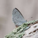 Image of Celastrina serotina Pavulaan & D. Wright 2005