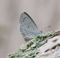 Image of Celastrina serotina Pavulaan & D. Wright 2005