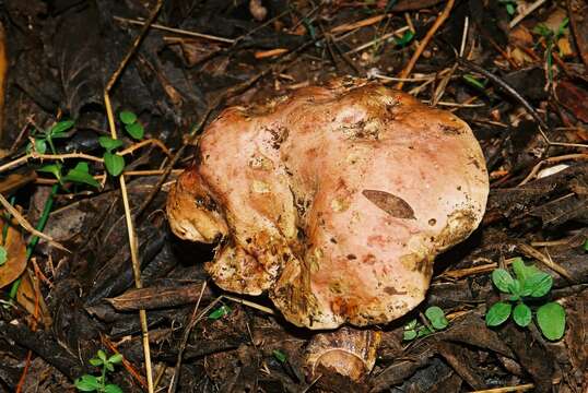 Image of wolf bolete