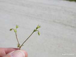 Слика од Cerastium brachypetalum Desf. ex Pers.