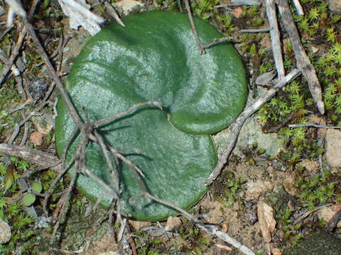 Image of Eriospermum zeyheri R. A. Dyer