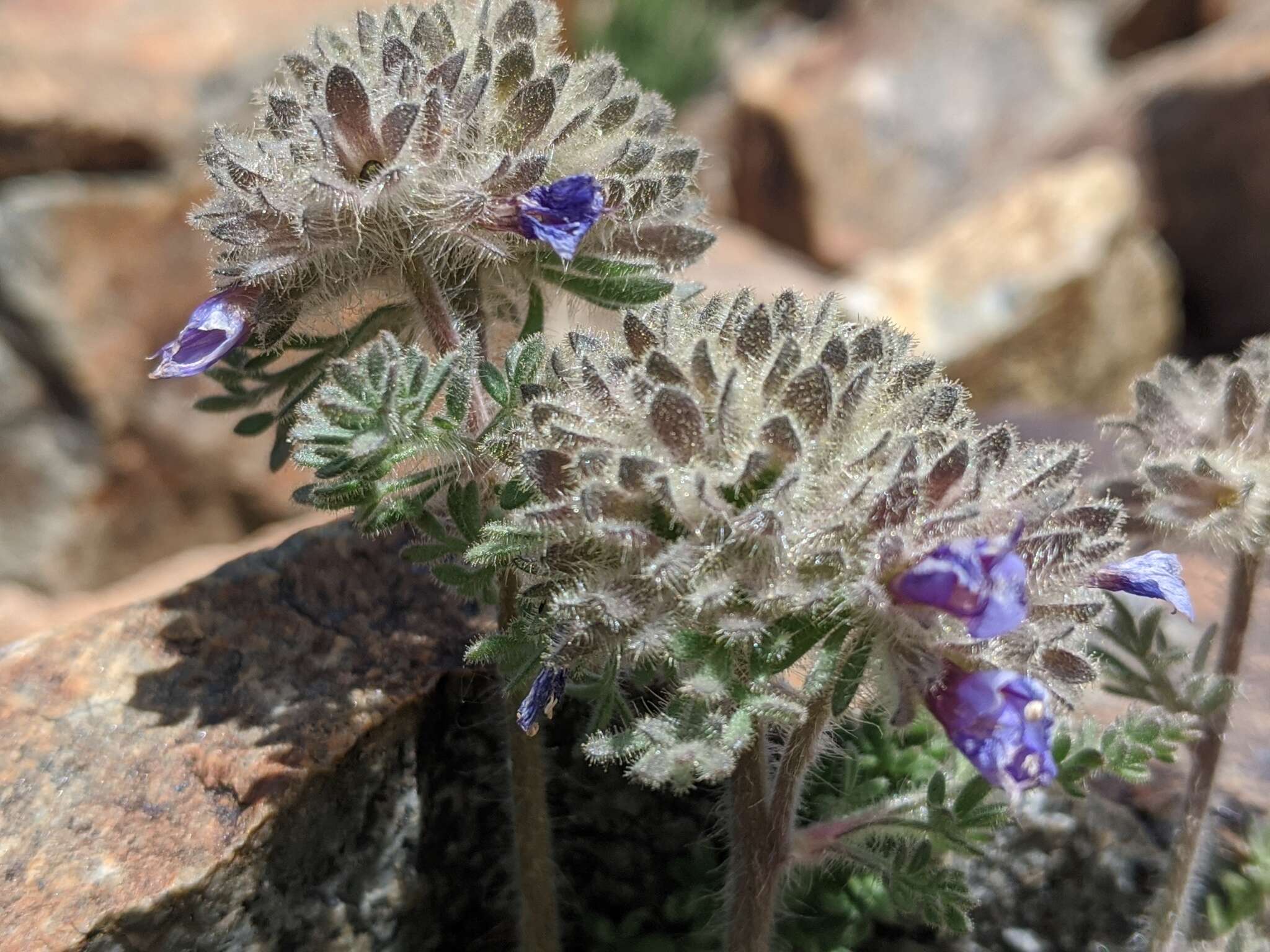 Слика од Polemonium chartaceum Mason