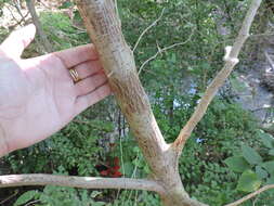 Image of paper mulberry