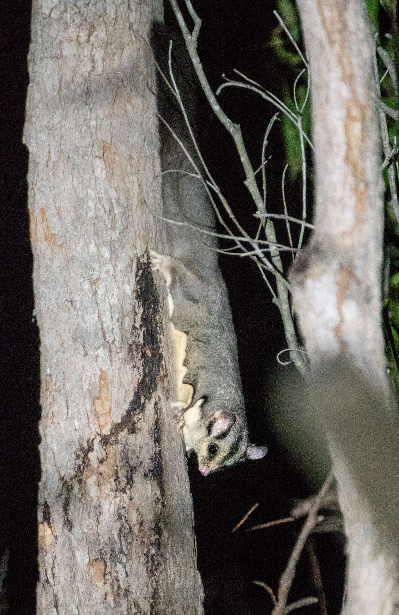 Image of Squirrel Glider