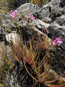 Image of Drosera regia Stephens