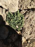 Imagem de Tetramolopium humile subsp. haleakalae T. K. Lowrey