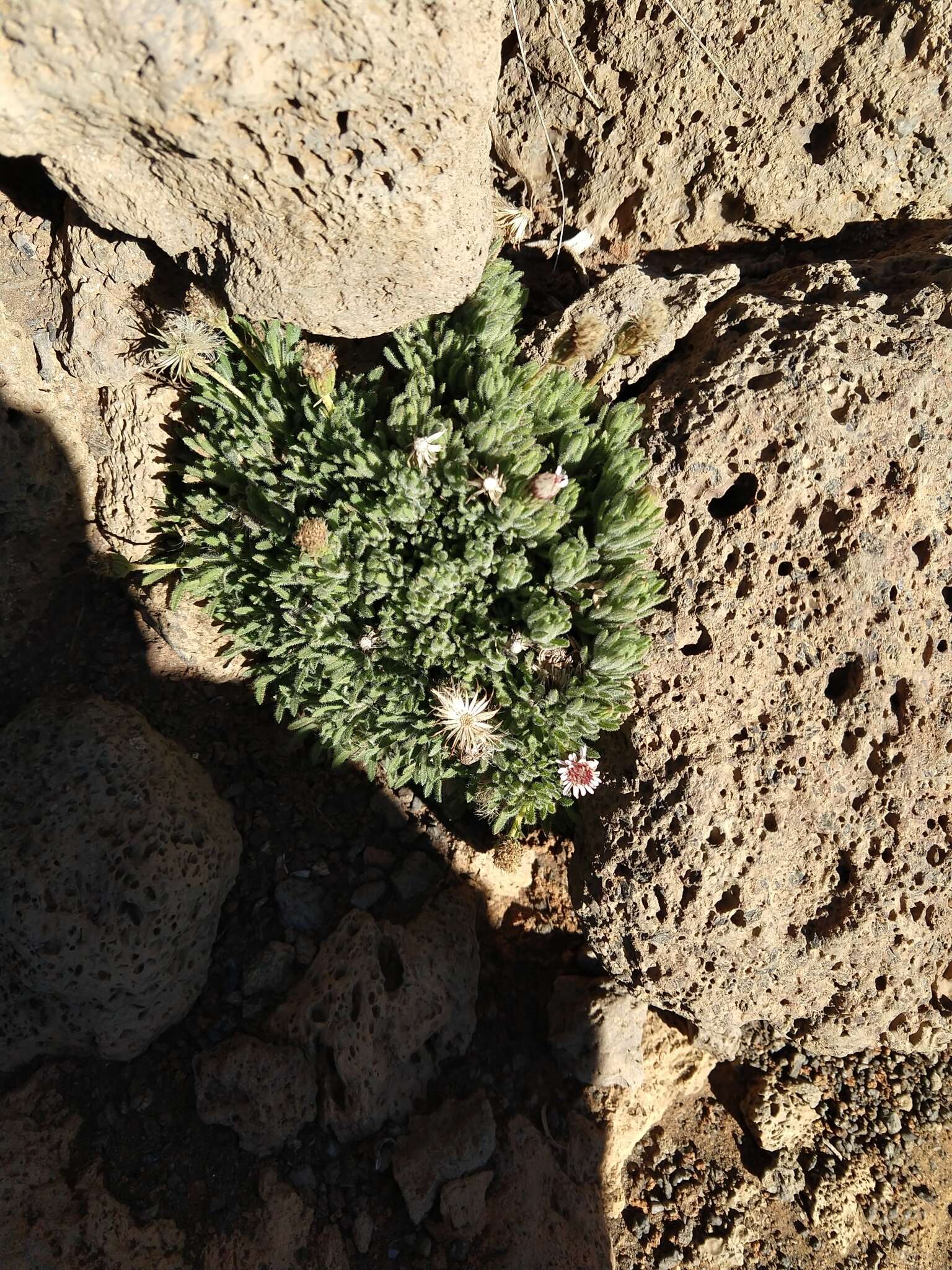 Plancia ëd Tetramolopium humile subsp. haleakalae T. K. Lowrey