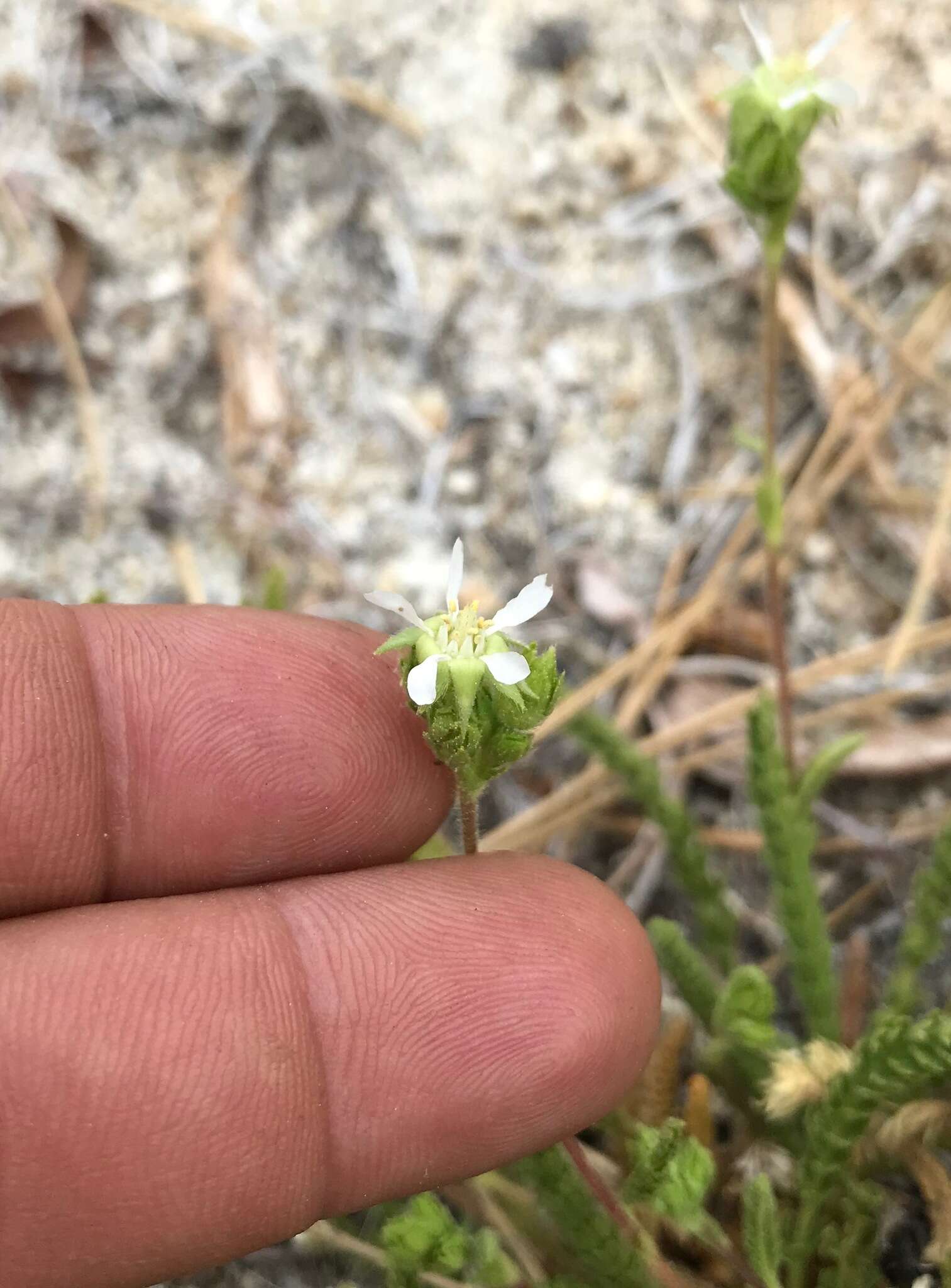 Image of Horkelia clevelandii var. brevibracteata