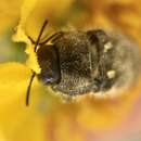 Image of Acmaeodera vernalis Barr 1972