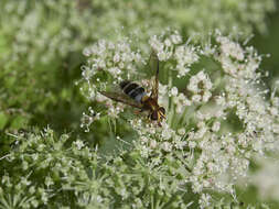 Leucozona glaucia (Linnaeus 1758) resmi