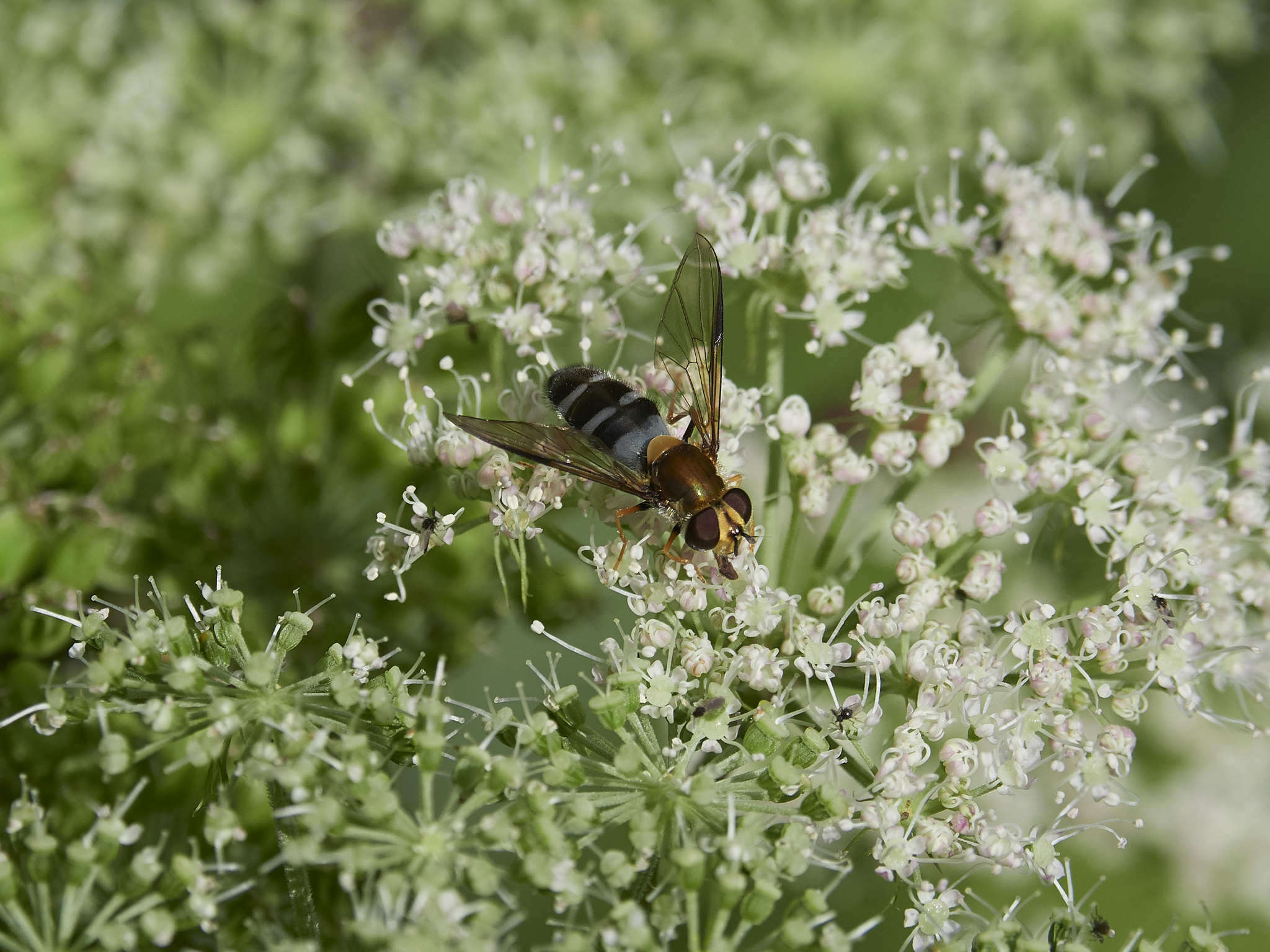 Leucozona glaucia (Linnaeus 1758) resmi