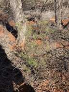 Image of Eremophila latrobei subsp. glabra (L. S. Smith) R. J. Chinnock