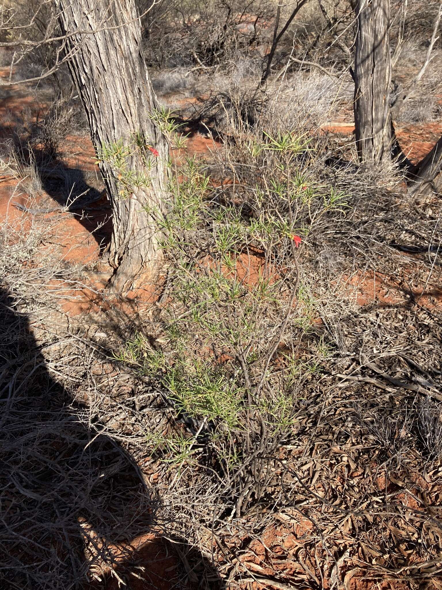 صورة Eremophila latrobei subsp. glabra (L. S. Smith) R. J. Chinnock