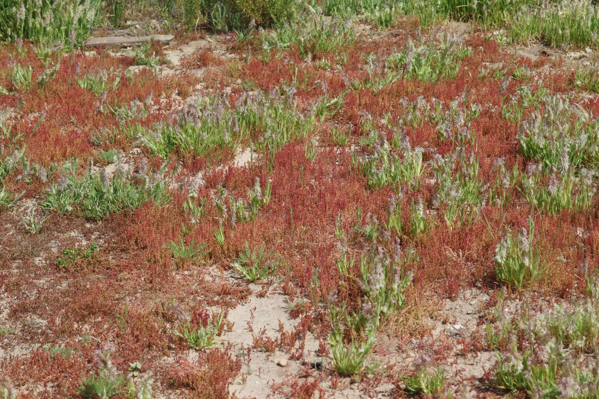 Image of sand pygmyweed