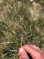 Image of Idaho blue-eyed grass