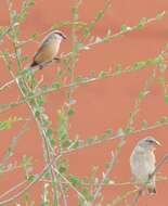 Image of Crimson-rumped Waxbill