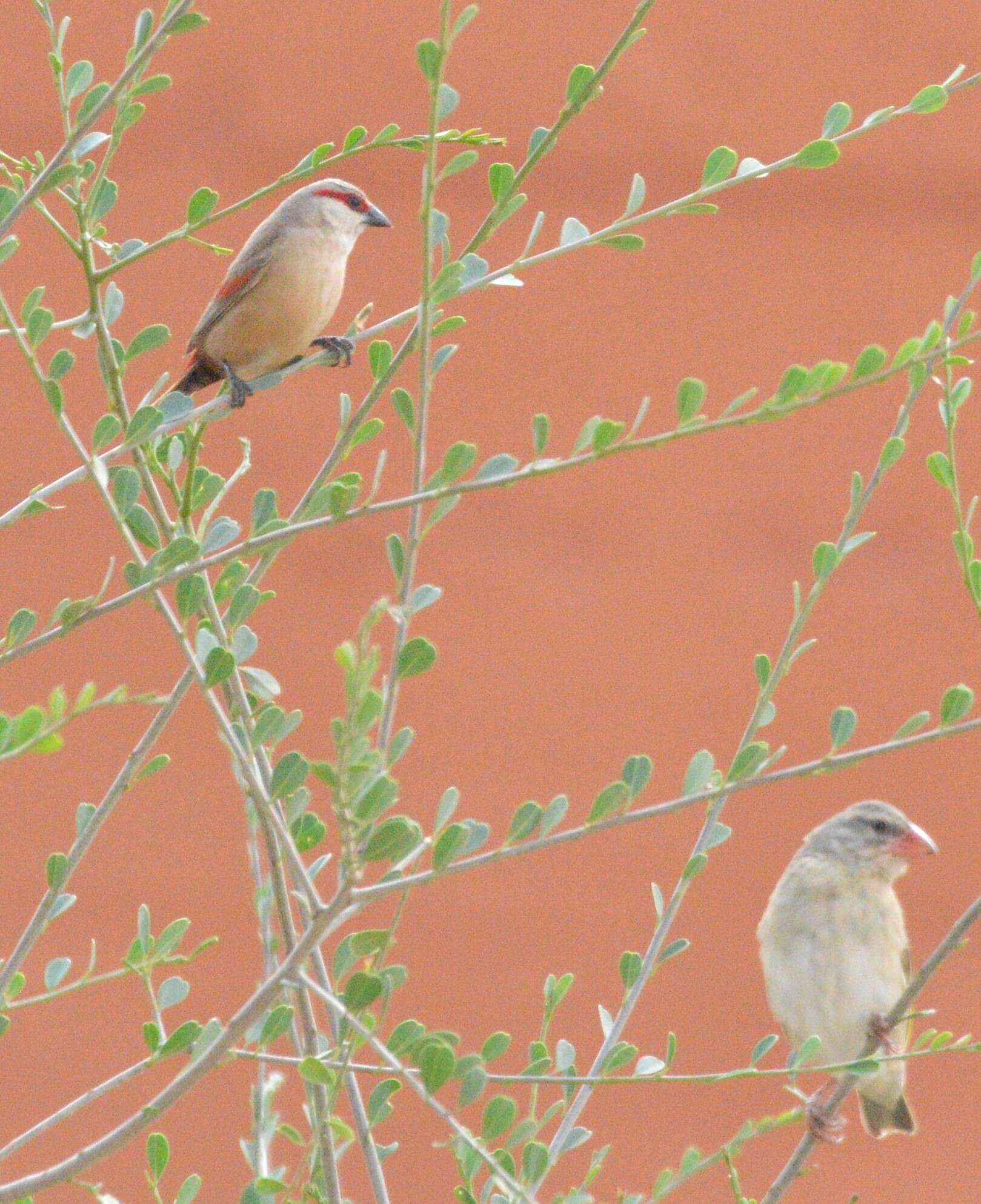 Image of Crimson-rumped Waxbill