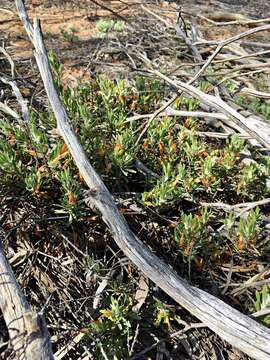 Image of Eremophila glabra subsp. murrayana