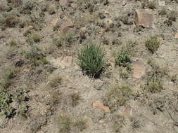 Image of Aloe dominella Reynolds