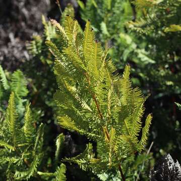 Image of Sticherus cryptocarpus (Hook.) Ching