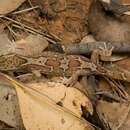 Image of Box-patterned Gecko