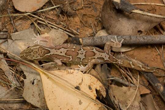 Image of Box-patterned Gecko