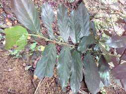 Lasianthus verticillatus (Lour.) Merr. resmi