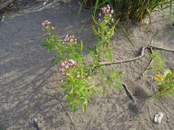 Image of redwhisker clammyweed