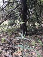 Fritillaria brandegeei Eastw. resmi