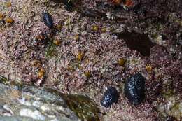 Image of celtic sea slug